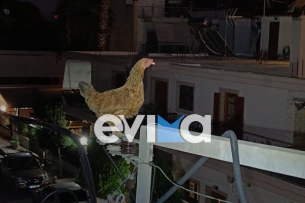 Κότα ανέβηκε σε κολόνα της ΔΕΗ στην Ερέτρια