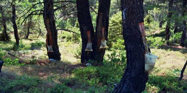 Στα 43 λεπτά η ενίσχυση ρητινεργατών το 2013