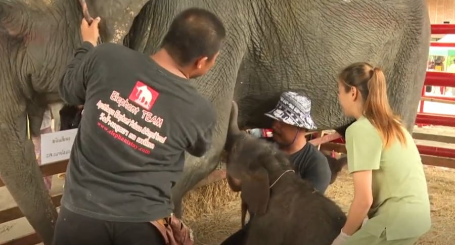 Βίντεο: Σπάνια γέννηση διδύμων ελεφάντων