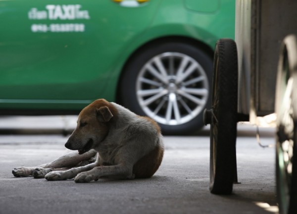 Πειθαρχικά θα διώκεται όποιος ταΐζει αδέσποτα στο Νοσοκομείο του Ρίο