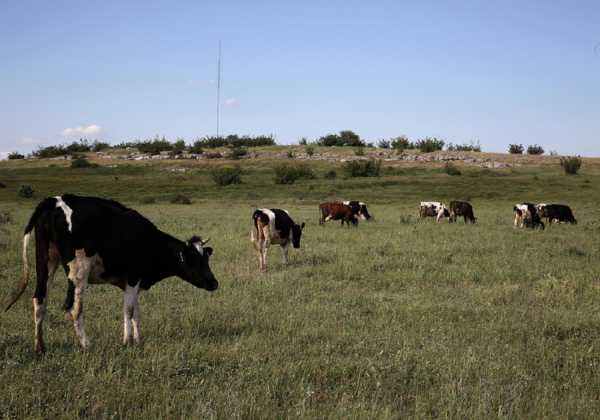 Mικρόβιο της βρουκέλλας σε μονάδα της Κοζάνης