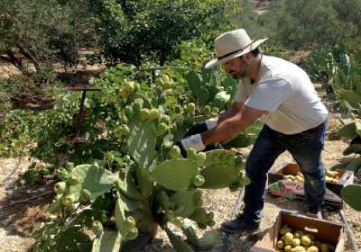 Τα φραγκόσυκα βοηθούν να «κρυφτεί» η μέθη