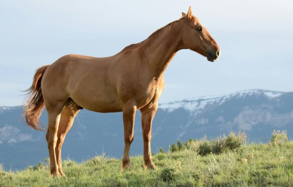 Άλογο έπεσε σε πηγάδι στο Ηράκλειο - Πώς το έσωσαν