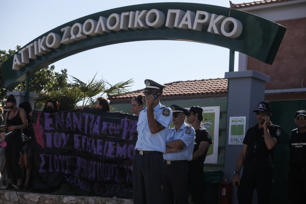 Αττικό Ζωολογικό Πάρκο: Προανάκριση από την Αστυνομία για τη θανάτωση του χιμπατζή «Μπαζού»