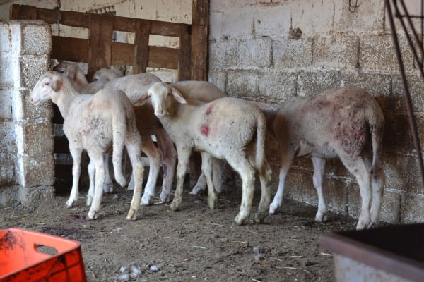 Πανώλη: Πρώτο κρούσμα σε αιγοπρόβατα στην Αττική