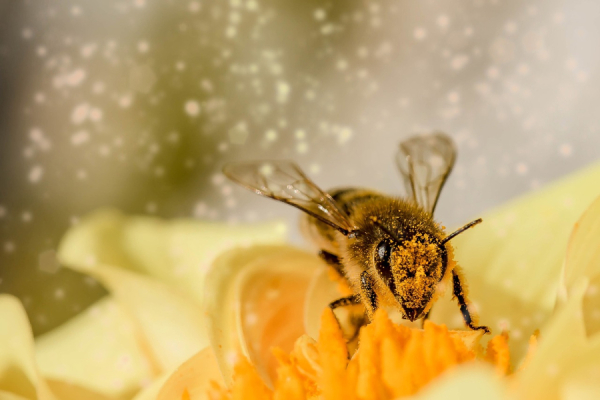 Μπορούν οι μέλισσες να «διαγνώσουν» τον καρκίνο του πνεύμονα;