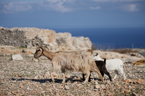 Με μετάθεση την πλήρωσε ο γιατρός της Γαύδου που ασχολήθηκε με την επιδημία γαστρεντερίτιδας