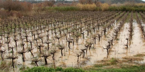 Αναδιάρθρωση και μετατροπή αμπελώνων