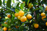 Ούτε χυμό πορτοκάλι: Σε ελεύθερη πτώση η παραγωγή παγκοσμίως