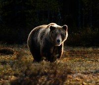 Σλοβακία: Θανατώθηκε η αρκούδα που τραυμάτισε 5 άτομα