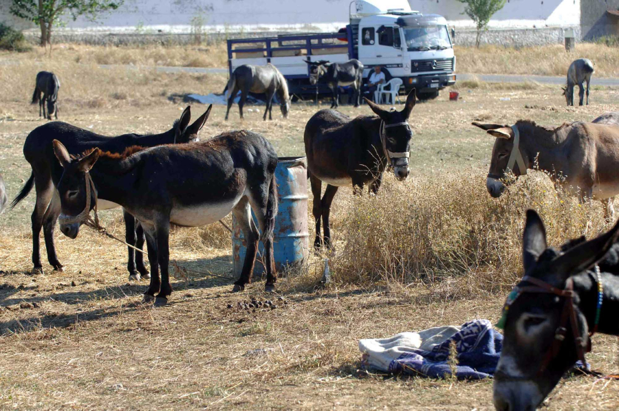 Απαγόρευση της εργασίας και της μεταφοράς αλόγων και γαϊδουριών σε συνθήκες καύσωνα με υπουργική εγκύκλιο