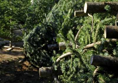 Μέχρι τα Χριστούγεννα πουλήθηκαν 23.000 έλατα σε Αθήνα και Θεσσαλονίκη