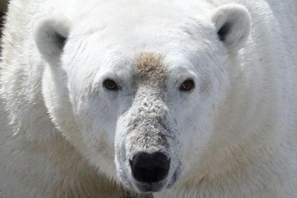Έρευνα «καμπανάκι» για τις πολικές αρκούδες, κινδυνεύουν να λιμοκτονήσουν