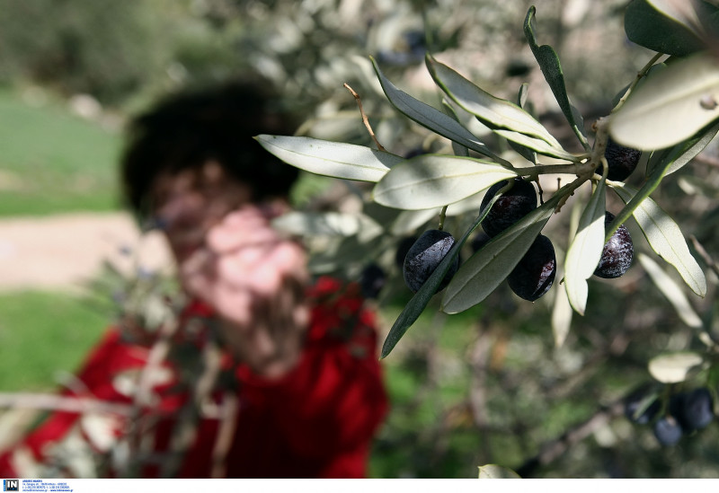 Συνεχίζεται η υποβολή αιτημάτων για ενισχύσεις 126 εκατ. ευρώ στους ελαιοπαραγωγούς