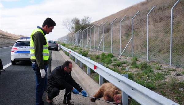 Ενίσχυση στην περίφραξη της Εγνατίας που θα προστατεύει αρκούδες