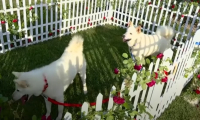 Ο Κιμ χαρίζει... σκυλιά στον Πούτιν και ταΐζει καρότα άλογο (Βίντεο)