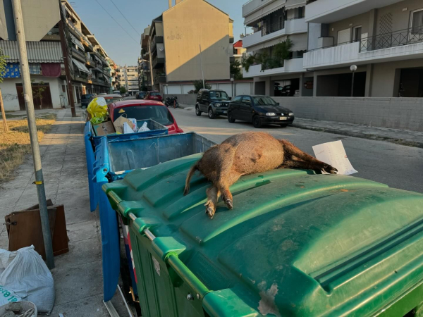 Κτηνωδία στα Ιωάννινα: Πυροβόλησε μικρό αγριογούρουνο και το παράτησε σε κάδο σκουπιδιών με σημείωμα