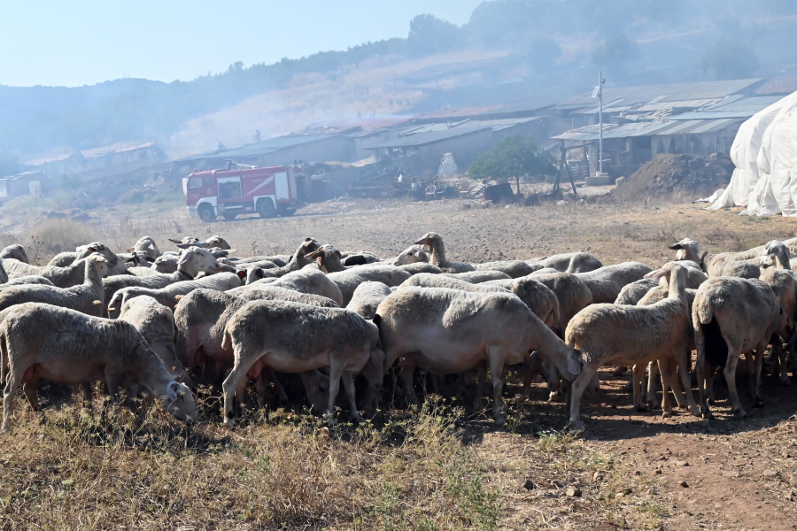 Πανώλη: Τι ισχύει για το κρέας και το γάλα