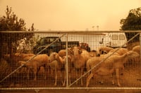 Πανώλη: Τι αλλάζει στα μέτρα για μετακινήσεις ζώων