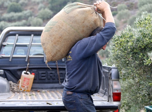 Μείωση συντάξεων για τους «νέους» συνταξιούχους με αγροτικό εισόδημα