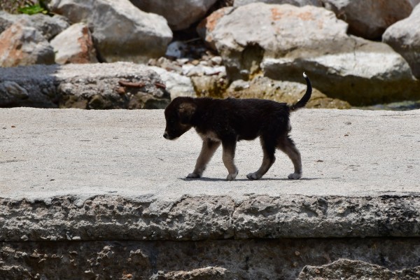 Το ΥπΑΑΤ απαντά για τις αλλαγές στην υιοθεσία ζώων