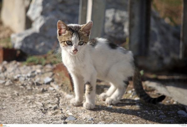 photo αρχείου Eurokinissi