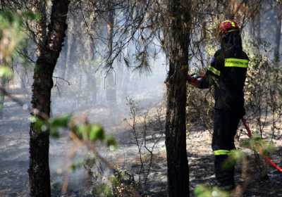 Απαγόρευση της κυκλοφορίας στο Δάσος Σέιχ - Σου