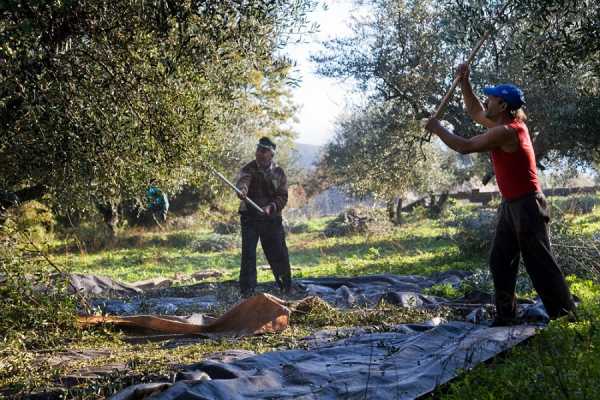 Συγκομιδή ελιών για λάδι σε άπορες οικογένειες στη Γλυφάδα