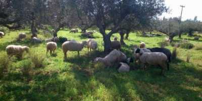 Πιλοτικό πρόγραμμα ανάπτυξης και λειτουργίας κτηνοτροφικού πάρκου