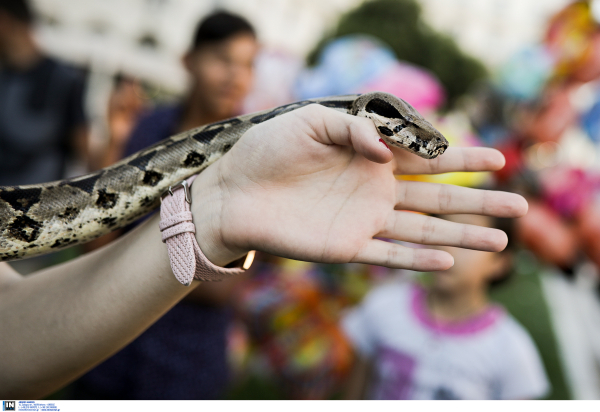 Ασυνείδητοι εγκαταλείπουν βόες και τροπικά φίδια στη Θεσσαλονίκη