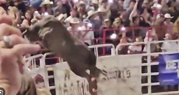 Σοκαριστικό «σάλτο» ταύρου σε ροντέο: Πήδηξε έξω από την αρένα και προκάλεσε χάος