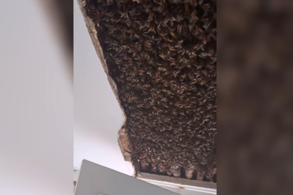 Βρήκε 180.000 μέλισσες στο ταβάνι υπνοδωματίου του σπιτιού του