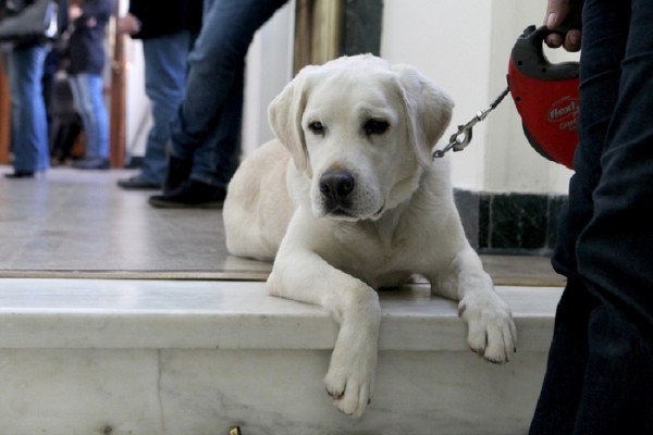 Σύλληψη στο λιμάνι της Ραφήνας για κακοποίηση σκύλου