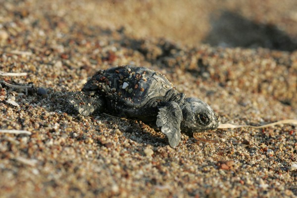 Τα πρώτα χελωνάκια caretta caretta στη Ζάκυνθο