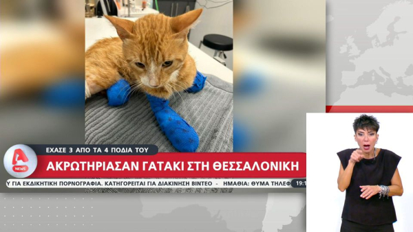 Κτηνωδία στη Θεσσαλονίκη: Ασυνείδητοι ακρωτηρίασαν γατάκι – Του έκοψαν τρία πόδια
