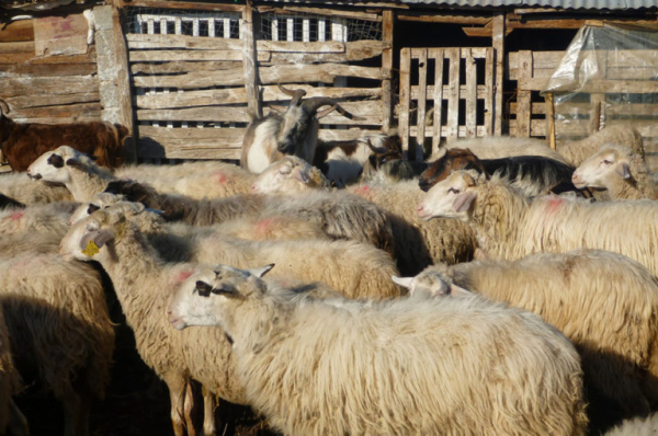 Κρούσματα πανώλης: Απαγορεύτηκαν οι μετακινήσεις αιγοπροβάτων – Πάνω από 9.000 ζώα θα θανατωθούν