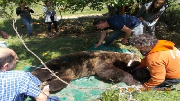 Υπό παρακολούθηση τέσσερις...αρκούδες στη Φλώρινα