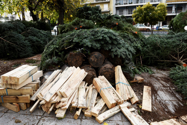 Τα Χριστούγεννα έρχονται: Πόσο θα κοστίσει φέτος το χριστουγεννιάτικο έλατο