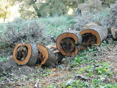 Επικήρυξαν τους λαθροϋλοτόμους στη Ναυπακτία!