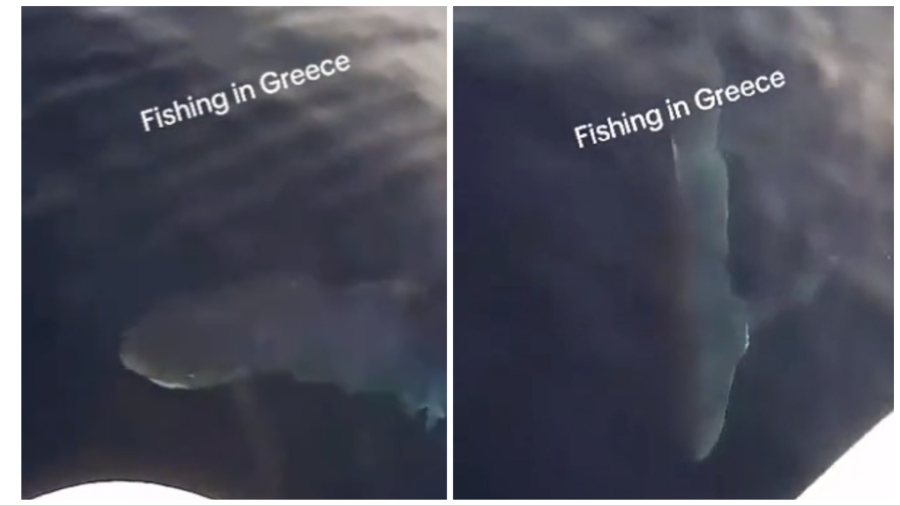 «Μεθανιώτης» καρχαρίας κάνει βόλτες γύρω από καΐκι στο Βαθύ -Το γύρο του διαδικτύου κάνει το βίντεο