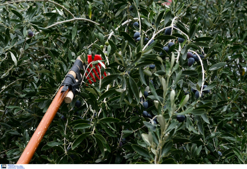 Ειδική μέριμνα για εποχικά εργαζόμενους στο μάζεμα της ελιάς