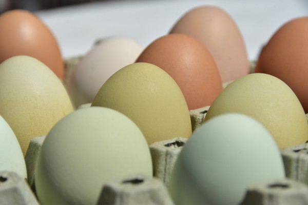 Ολλανδία: Στα 33 εκατ. ευρώ οι ζημίες από το σκάνδαλο με τα μολυσμένα αυγά