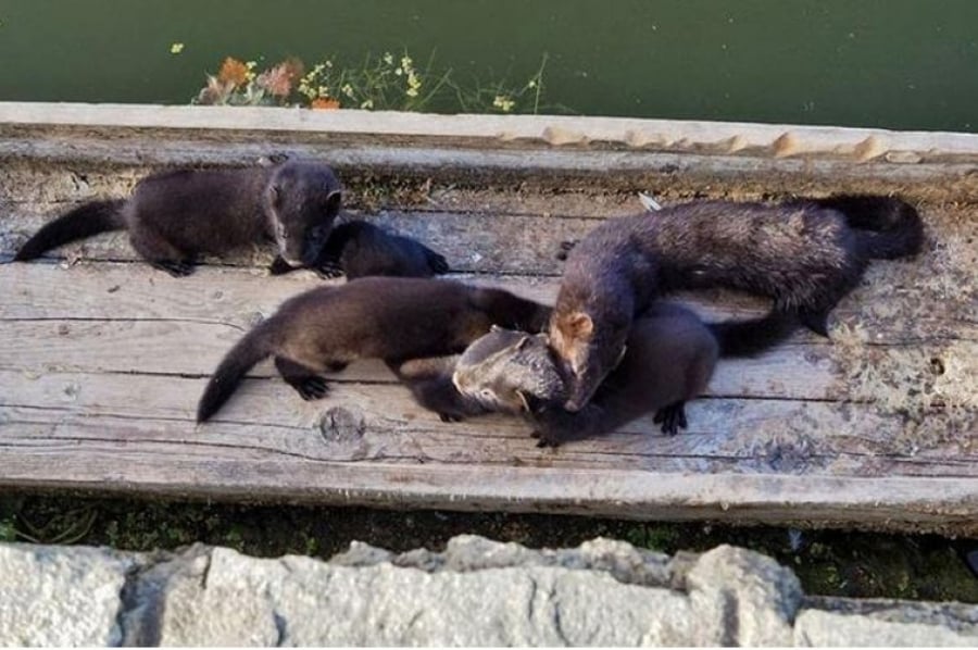 Εισβολή πεινασμένων μινκ στην Κοζάνη, υπεύθυνος ο... ακτιβισμός προ δεκαετίας (βίντεο)