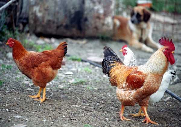 Κρούσμα γρίπης των πτηνών στην Κοζάνη