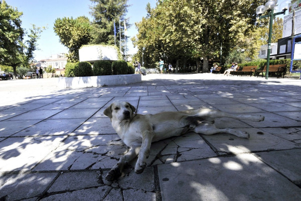 Φιλόζωη κινδυνεύει να φυλακιστεί επειδή τάιζε αδέσποτα σκυλιά