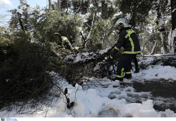 Τραγωδία στην Εύβοια, 71χρονος καταπλακώθηκε από δέντρο