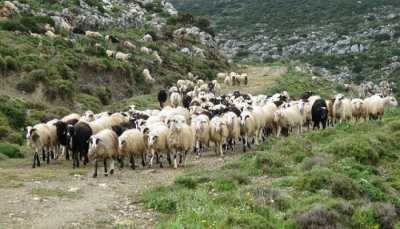 6,5 εκατ. ευρώ αποζημιώσεις στους κτηνοτρόφους για τον καταρροϊκό πυρετό