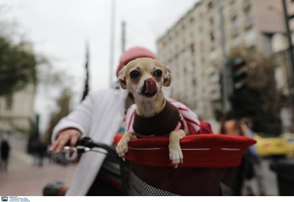 Το να μεγαλώνει κάποιος με σκύλο στο σπίτι ωφελεί την υγεία του εντέρου του