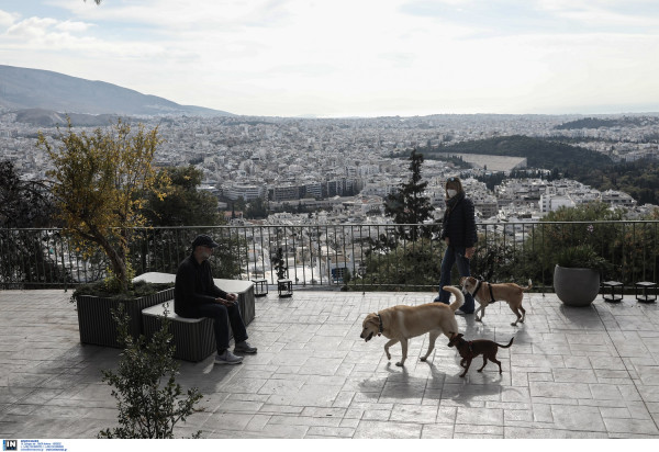 Ηλεκτρονική πλατφόρμα για εθελοντές που θέλουν να φροντίζουν αδέσποτα, πώς μπορείτε να βοηθήσετε