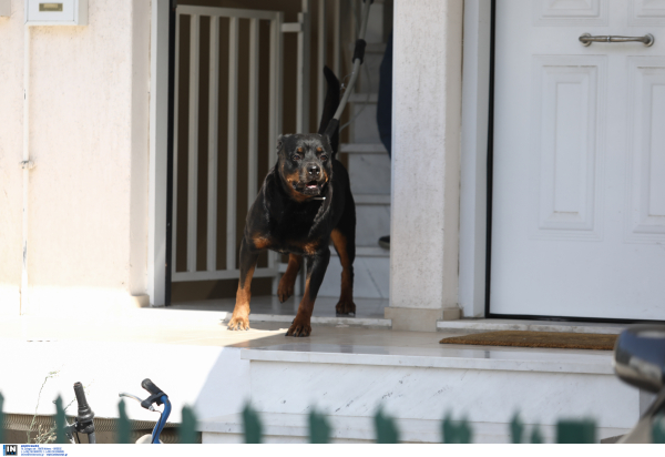 Με σπασμένο σπόνδυλο ανήλικος μετά από επίθεση σκύλου